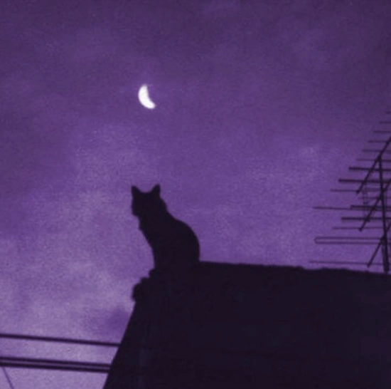 File:Purple cat on da rooftop.png