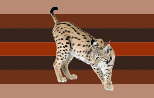 Alt Lynxgender.png