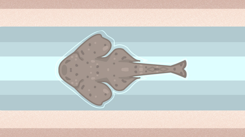 File:Angelshark.png