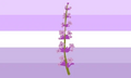 Lavenderflavic Flag by Tumblr user candyic[1]