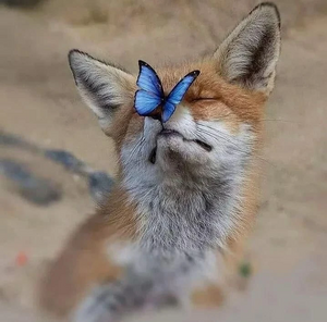 Profile Fox.jpg