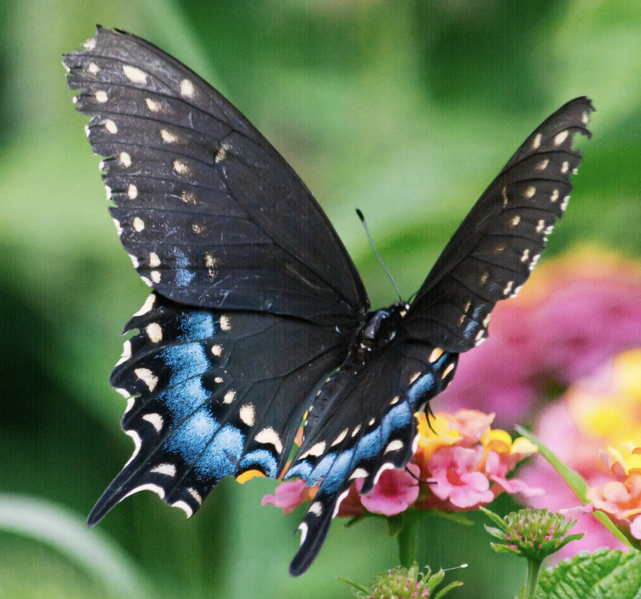 File:Butterfly.jpg