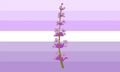 Second Alternate Lavenderflavic Flag by Tumblr user candyic[1]