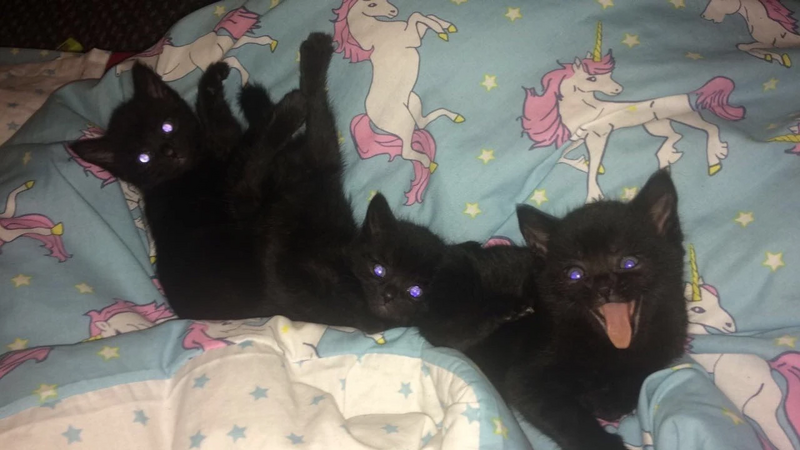 File:Tumblr 615235c143bf1a04a19aeae2cd4ccb21 04d468ab 2048.jpg