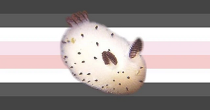 Sea bunny gender D.jpg
