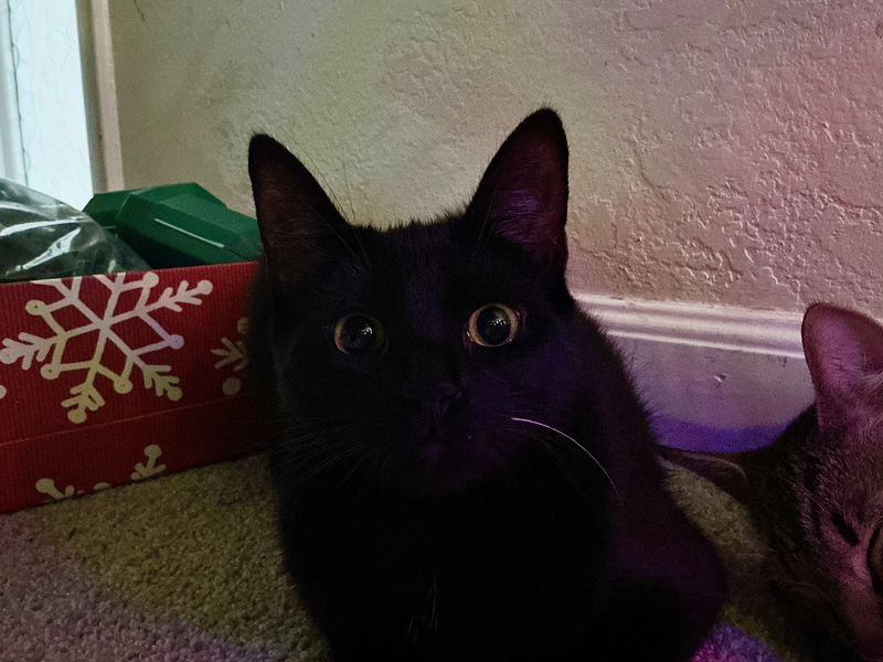 File:Mozzarella .jpg